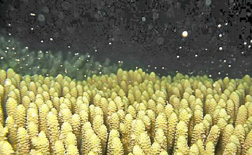 TRUE FANTASEA: Coral spawning. TRUE FANTASEA: Coral spawning.